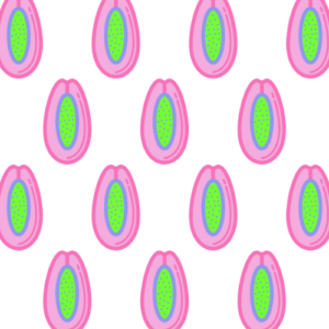 Pink Papayas cover